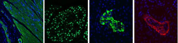 MedaFluo™ 650 Immunofluorescence Goat Detection Kit