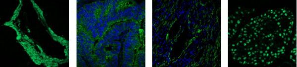 MedaFluo™ 488 Immunofluorescence Goat Detection Kit