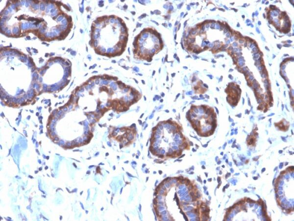 Ferritin Light Chain/FTL [MD208R]