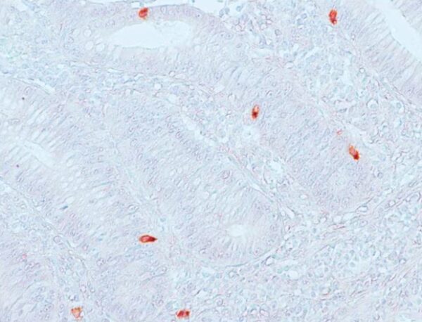 Serotonin Polyclonal