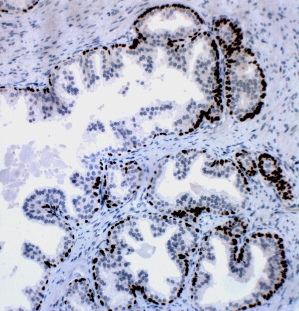 Poly-L-Lysine Solution (0.01%)